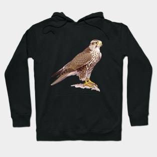 Saker Falcon Hoodie